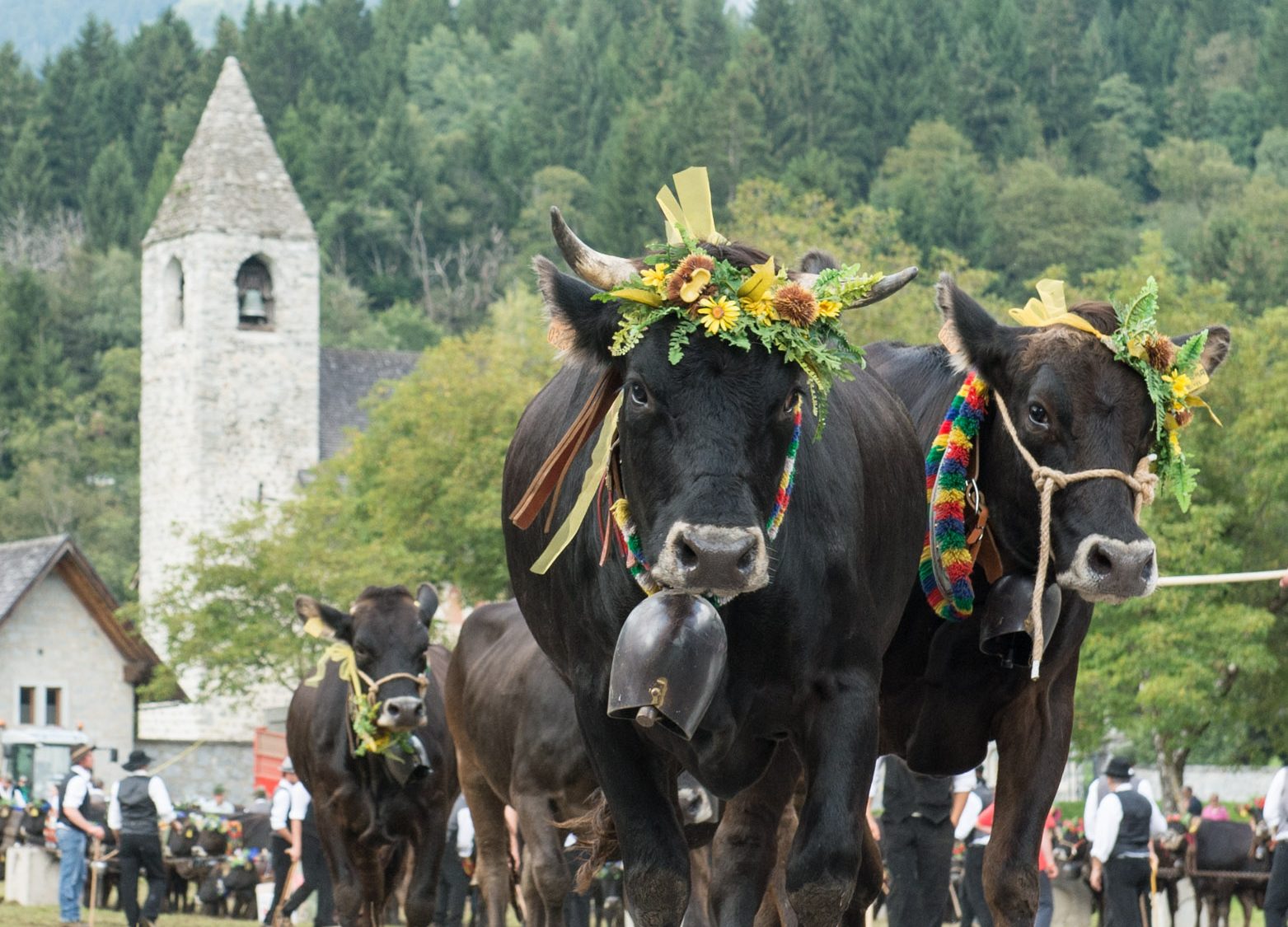 Giovenche di razza Rendena