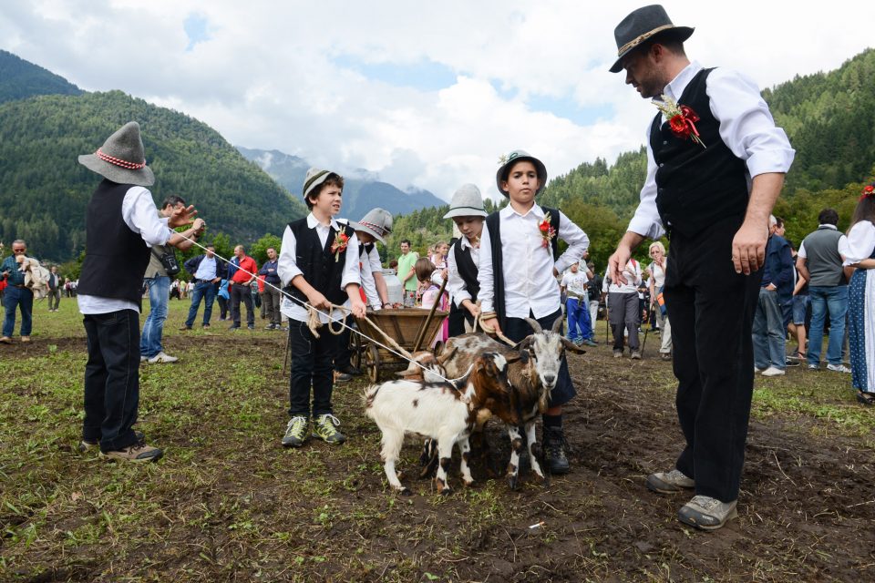 Giovenche Razza Rendena